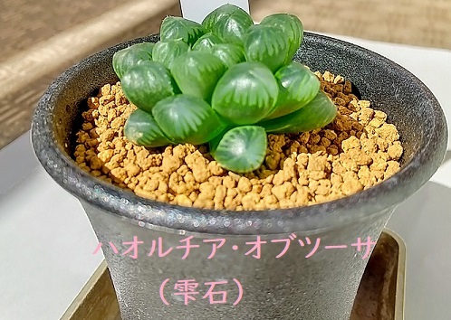 「雫石」透明感があって美しい多肉植物ハオルチア・オブツーサを入手<br />多肉植物”><br />
<span id=