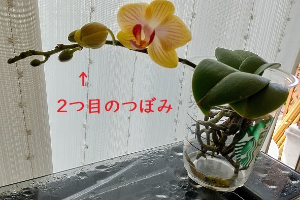 マイクロ胡蝶蘭の育て方（流木に着生）　植え替え