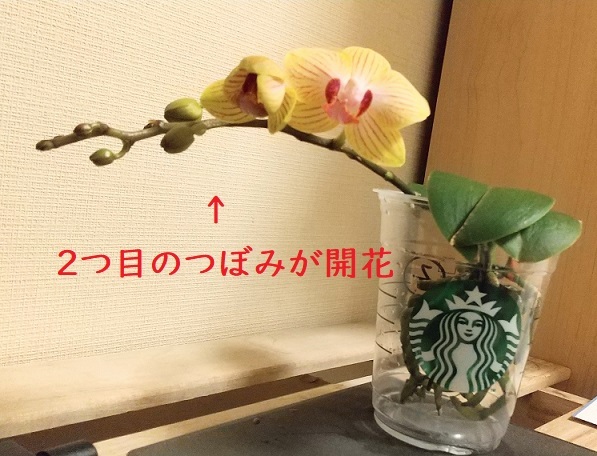 マイクロ胡蝶蘭の育て方（流木に着生）　植え替え