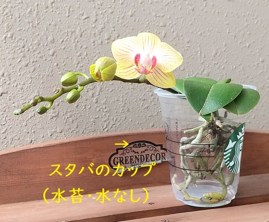 マイクロ胡蝶蘭の育て方（流木に着生）　植え替え