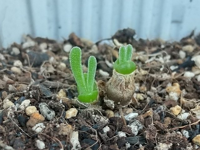 モニラリア　夏越し